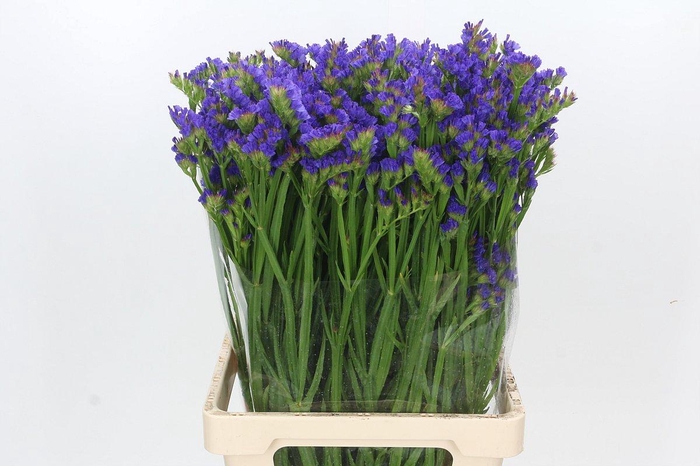 <h4>Limonium Statice Blue Wings</h4>