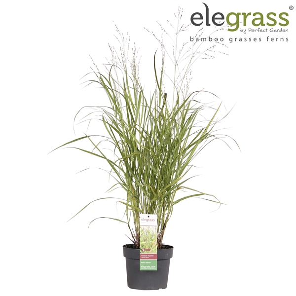 <h4>Panicum virgatum 'Hanse Herms' P19</h4>