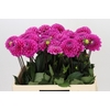 Dahlia Happy Hour