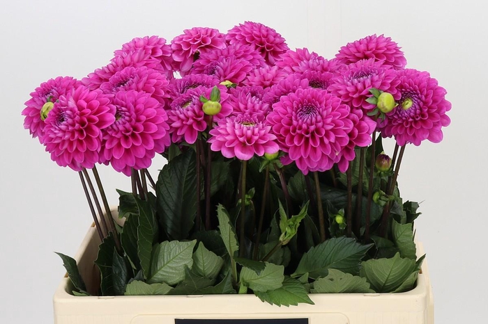 Dahlia Happy Hour