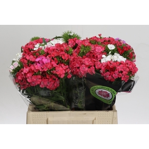 Dianthus Br Rainbow Mix