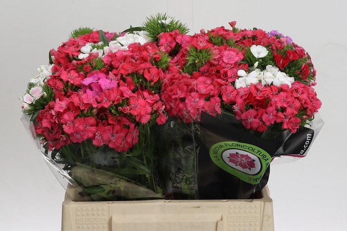 <h4>Dianthus Br Rainbow Mix</h4>