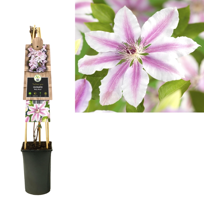 <h4>Clematis 'Nelly Moser' +3.0 label</h4>