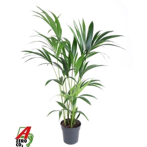 Howea forsteriana