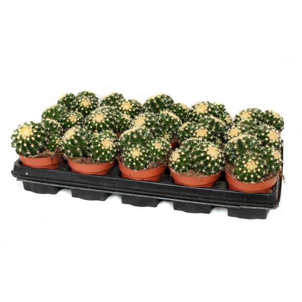 <h4>Echinocactus brevispinus 10,5 cm</h4>