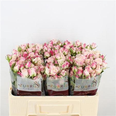 <h4>R Tr Reflex</h4>