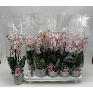 PHAL GEM