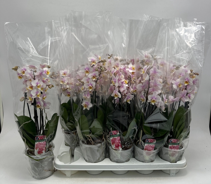 <h4>PHAL GEM</h4>