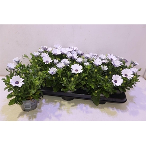 arr8 Osteo Fp White