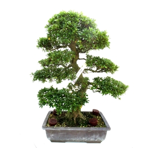 Rhododendron indicum ( 