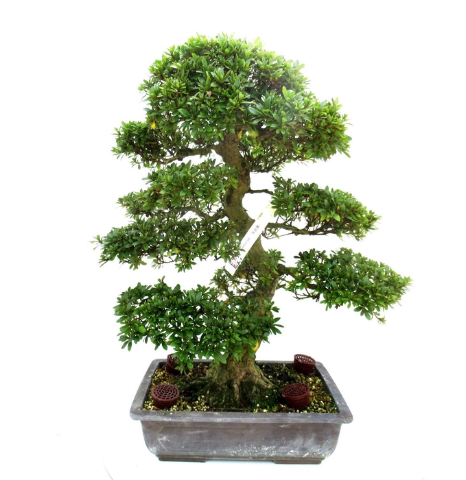 <h4>Rhododendron indicum ( "Shinnikko"), pot 36. Height 71 cm. (single item)</h4>