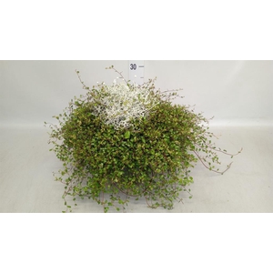 Leucophyta brownii