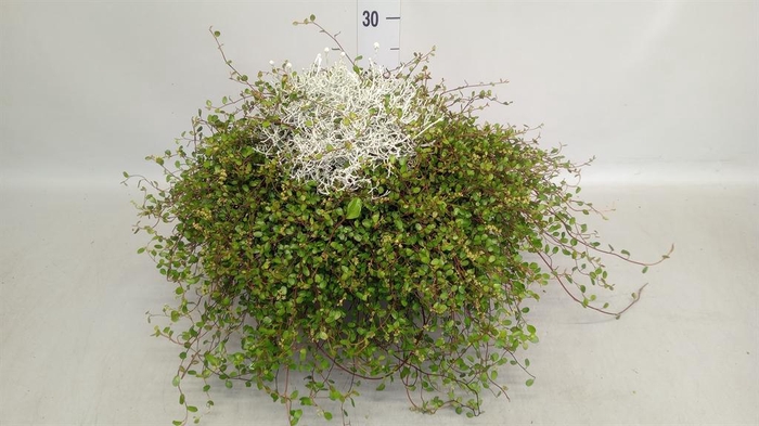<h4>Leucophyta brownii</h4>