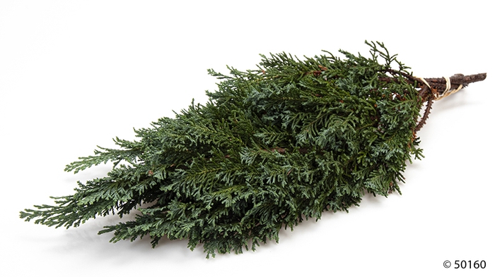 <h4>CHAMAECYPARIS PISIFERA</h4>