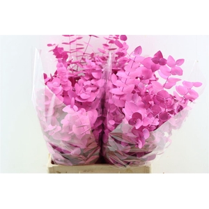 Euca Cinerea Cerise Pbs