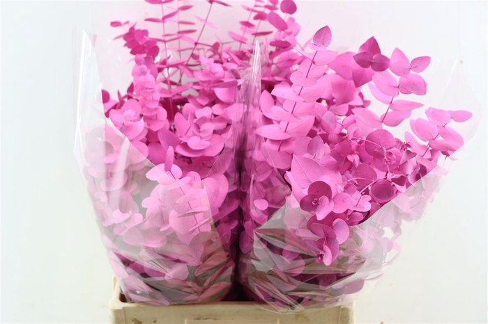 <h4>Euca Cinerea Cerise Pbs</h4>