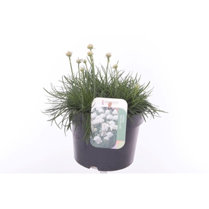 Armeria maritima Alba