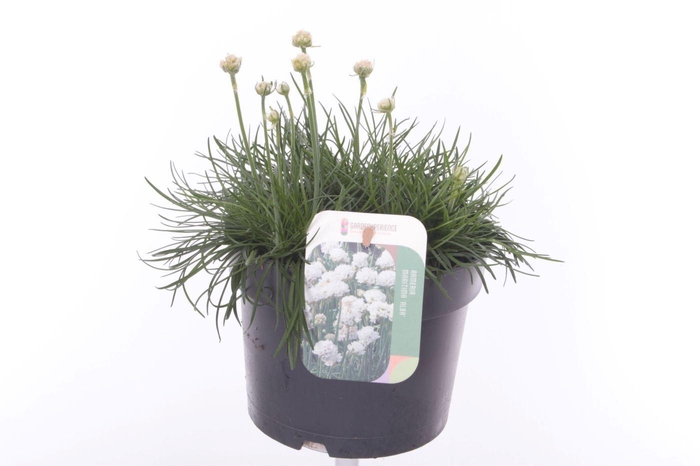 <h4>Armeria maritima Alba</h4>