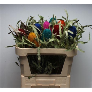 Banksia Prionotis Mixed Colours