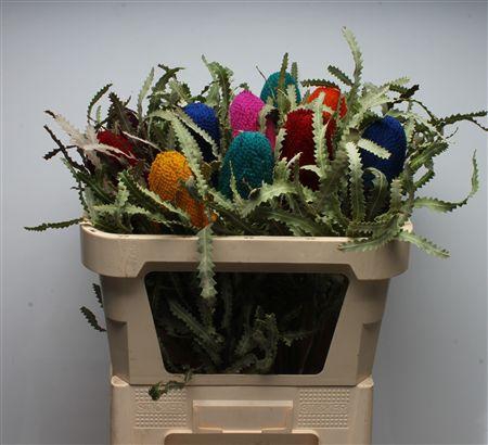 <h4>Banksia Prionotis Mixed Colours</h4>