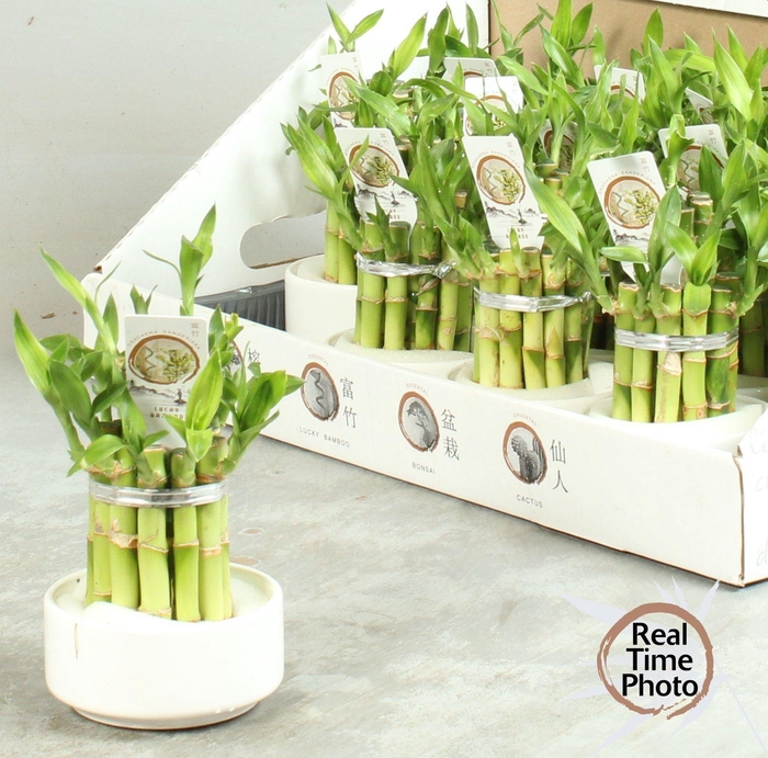 <h4>DRA LUCKY BAMBOO</h4>