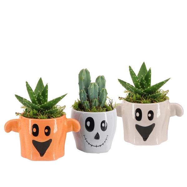 <h4>Arrangementen kamerplanten 6%</h4>