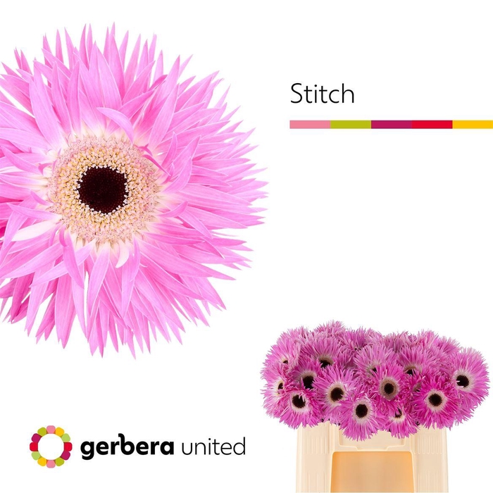 <h4>Ge Gs Stitch+</h4>