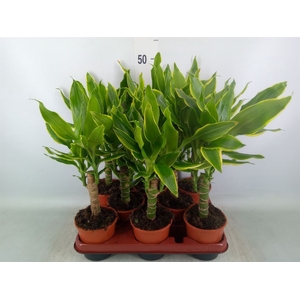 Dracaena frag. 'Golden Coast'
