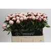 Paeonia Reine Hortense