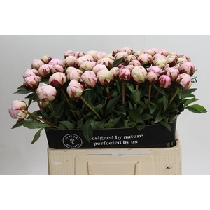 Paeonia Reine Hortense