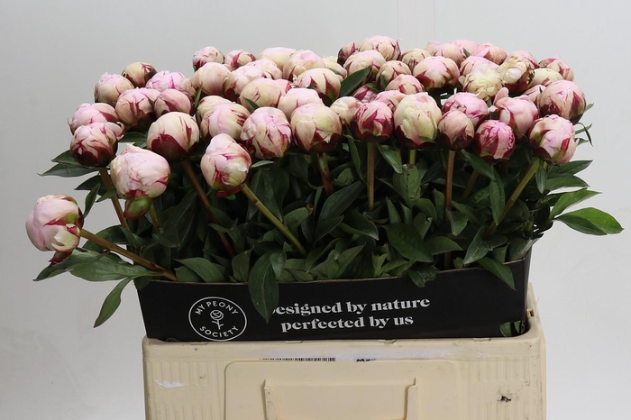 <h4>Paeonia Reine Hortense</h4>