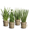 Sansevieria cylindrica mix P11