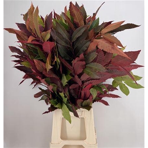 Col Castanea Autunno