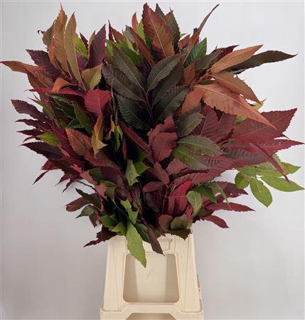 <h4>Castanea Col Autunno</h4>
