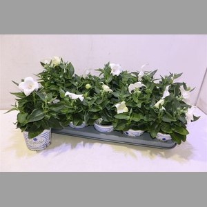Platyco Gr Astra Whi