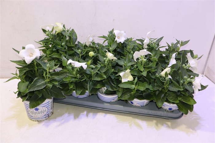 <h4>Platyco Gr Astra Whi</h4>