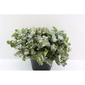 Euca Cinerea 40 Cm P Stem