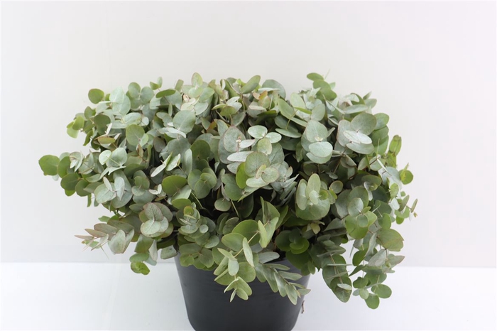 <h4>Euca Cinerea 40 Cm P Stem</h4>