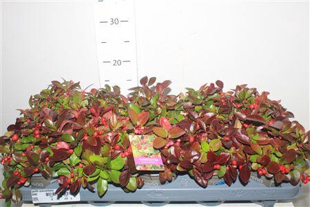 <h4>Gaulth Procumbens</h4>