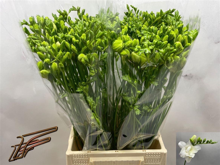 <h4>Fr Du Volante</h4>