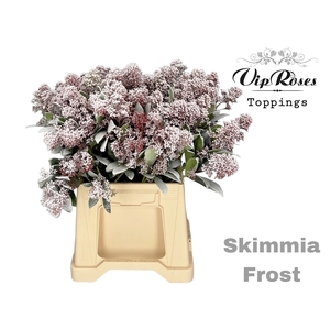 SKIMMIA FROST