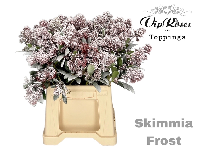 SKIMMIA FROST