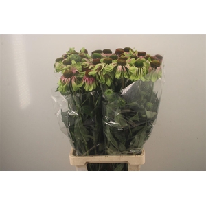 Echi Green Twister