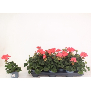 Pelargonium Zonale Toscane Lisa