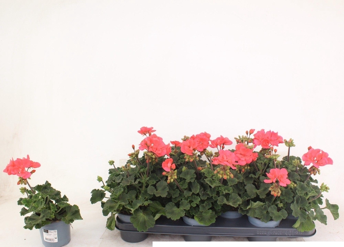 <h4>Pelargonium Zonale Toscane Lisa</h4>