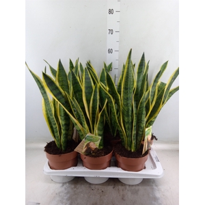 Sansevieria trifa. 'Laurentii'
