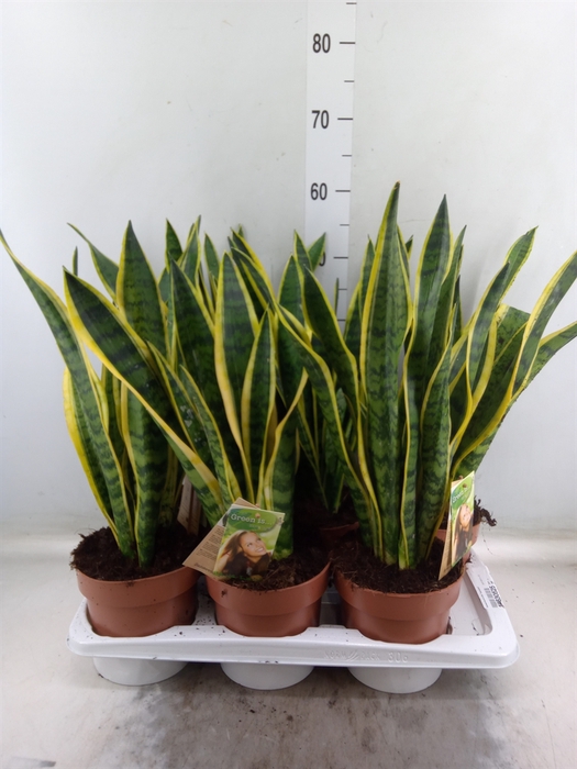 <h4>Sansevieria trifa. 'Laurentii'</h4>
