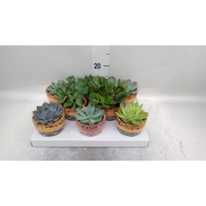 Succulents   ...