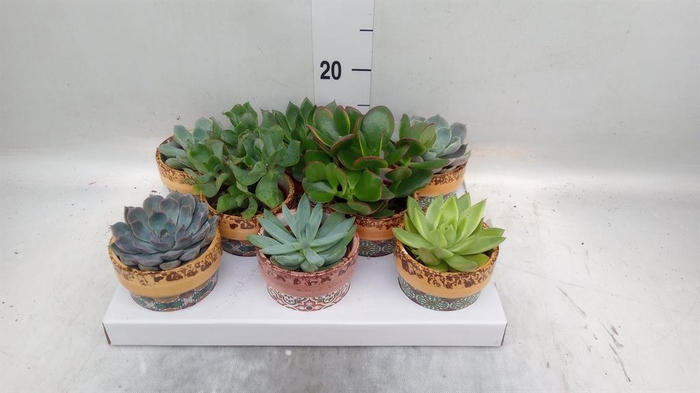<h4>Succulents ...</h4>