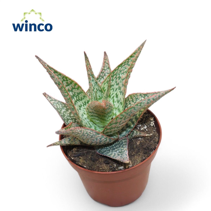 <h4>Aloe Ov</h4>